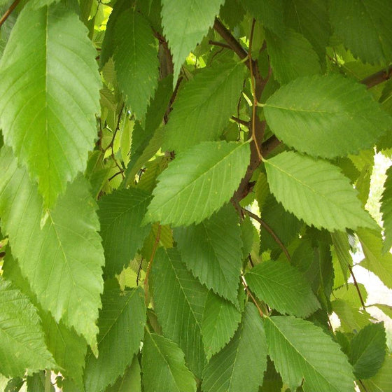 Valley Forge Elm Tree Foliage