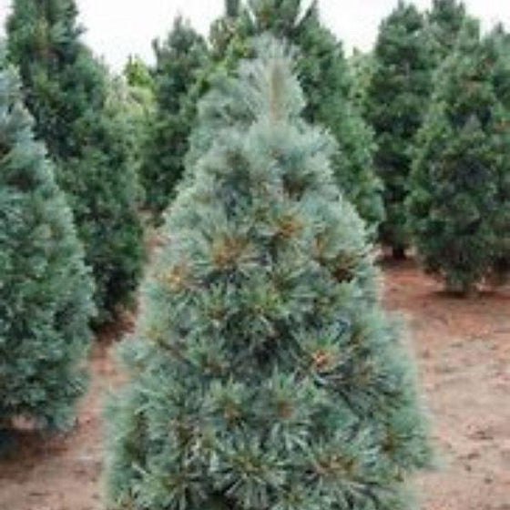 Vanderwolfs Pyramid Pine Tree with pine