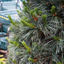 Close up of Vanderwolfs Pyramid Pine Tree