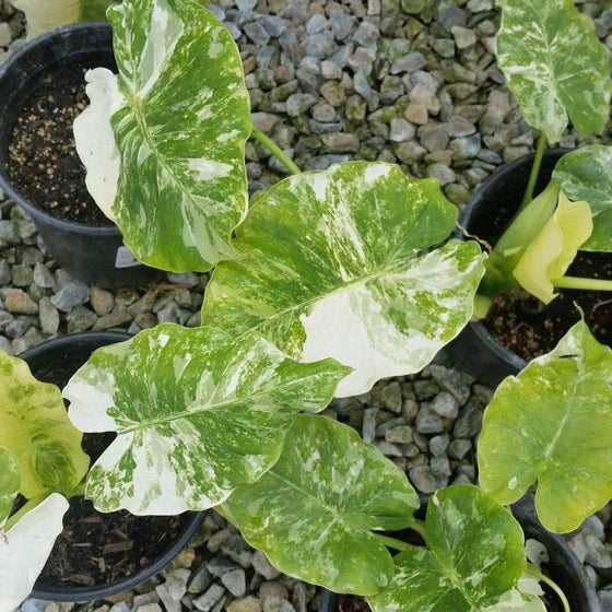 Variegated Alocasia Elephant Ear Plants