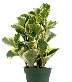 Variegated Baby Rubber Plants