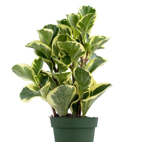 Peperomia obtusifolia variegata baby rubber plant with upright stems