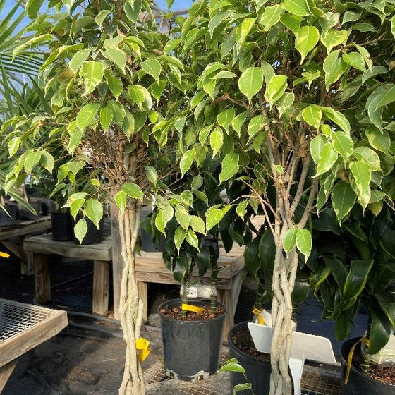 braided variegated ficus benjamina trees