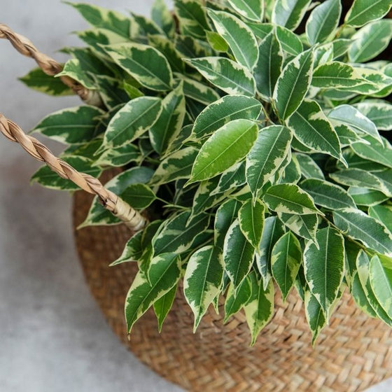 Variegated Ficus Benjamina bush form in pot