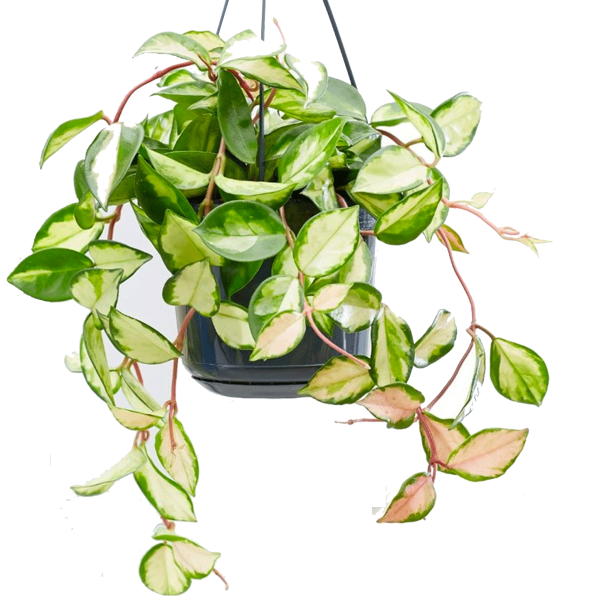 green and white leaf hanging plant Buy Variegated Hoya Carnosa Plants