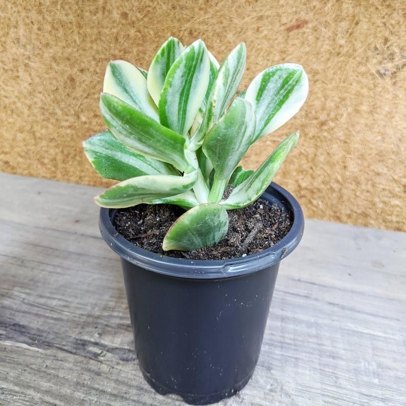 Variegated Jade Plant