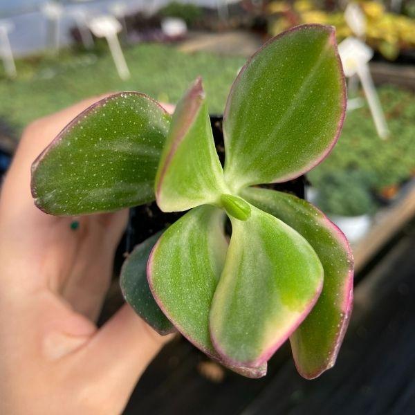 variegated jade plant pink Variegated Jade Plant for Sale | Succulents