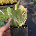 green and white leaves with pink edges variegated jade plant