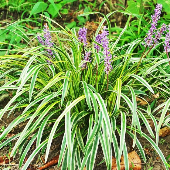 Liriope muscari ‘Variegata’ forming a dense evergreen border with striped green and yellow foliage in full sun.