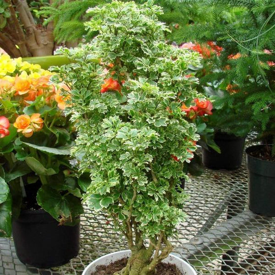 Variegated Aralia Parsley Plants light green foliage with delicate white fringe