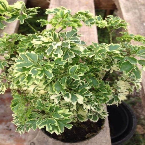 close up of the Variegated Parsley Aralia Plants frilled white edged foliage