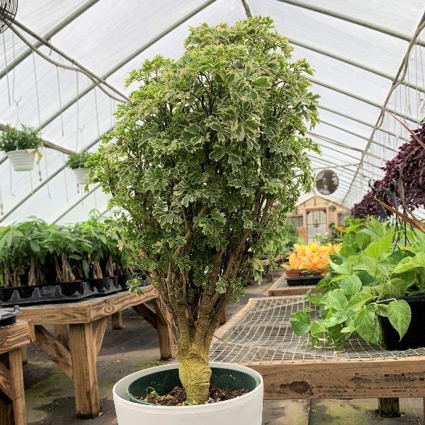 Variegated Parsley Aralia