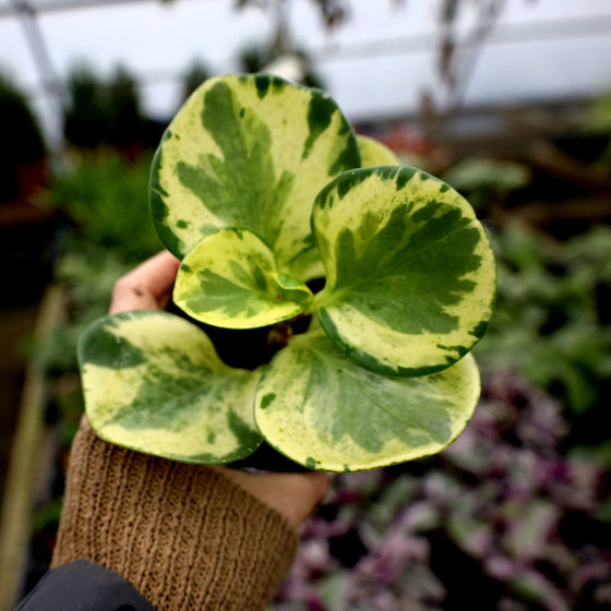 variegated peperomia unique houseplant
