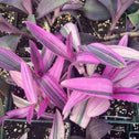 pink and purple foliage on the setcreasea variegata