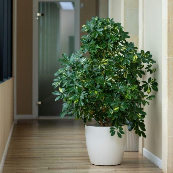 schefflera arboricola white Variegated Schefflera