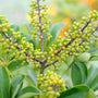 close up of the light green berried of the umbrella tree plant