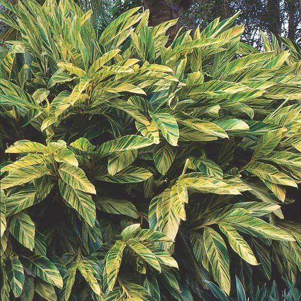 shell ginger indoor plant Buy Variegated Shell Ginger Plants