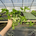 4 inch white variegated wandering jew