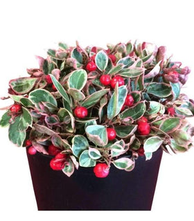 Variegated Wintergreen Teaberry 'Winter Splash'