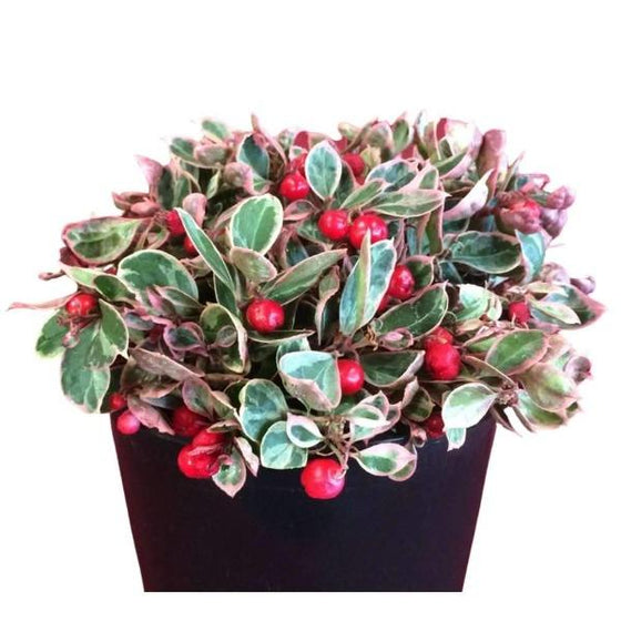 potted Teaberry 'Winter Splash'  wintergreen variegated leaves, red berries