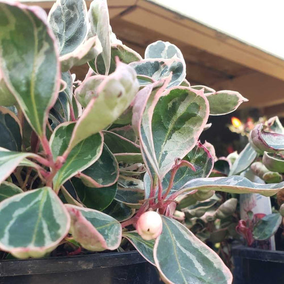 A bell shaped white blosson on a vairegated wintergreen winter splash