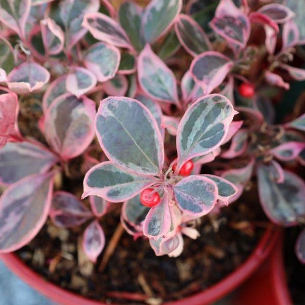 wintergreen house plant Variegated Wintergreen Teaberry 'Winter Splash'