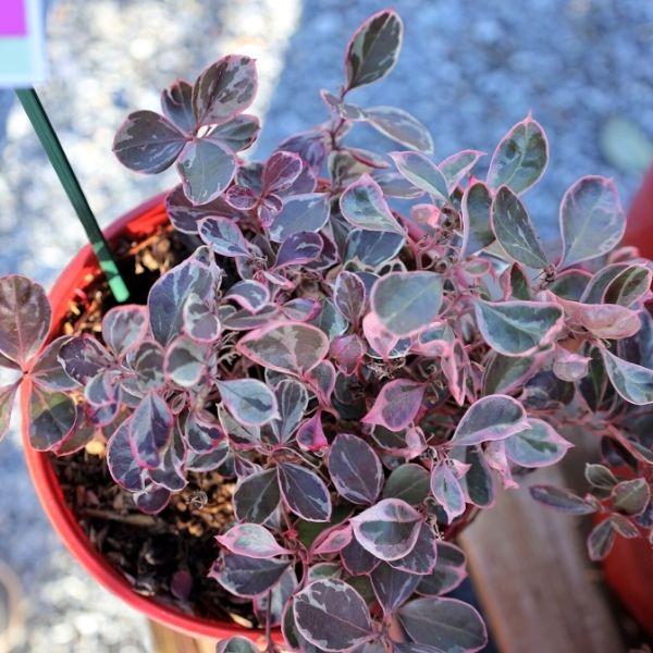 wintergreen house plant Variegated Wintergreen Teaberry 'Winter Splash'