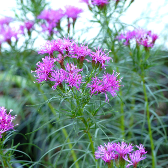 the ironweed plant blooms july through august with bright purple flower clusters