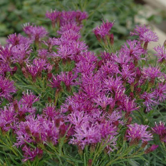 the purple flower clusters of the iron butterfly attract hummingbirds and butterflies