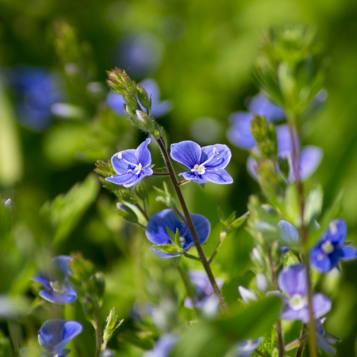 Veronica Georgia Blue | Blue Spring Groundcover For Sun & Slopes