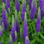 Royal Candles Veronica Speedwell