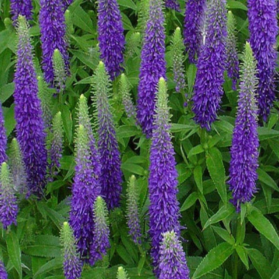 Royal Candles Veronica Speedwell