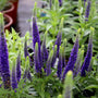 Veronica Royal Candles purple flowers