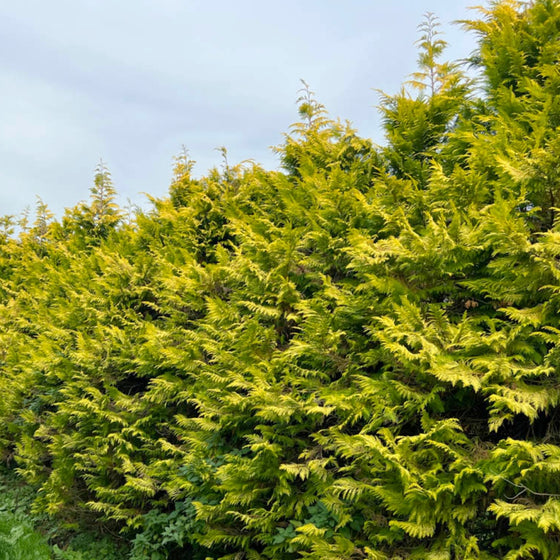 Gold Rider Leyland Cyprees brightly colored hedge