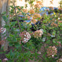 viburnum burkwoodii in the landscape