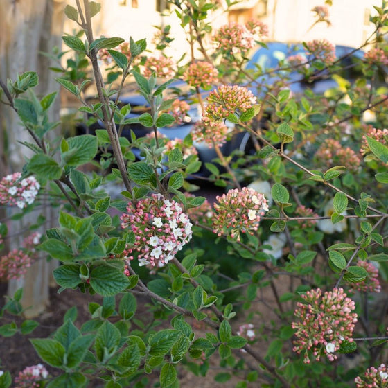 viburnum burkwoodii in the landscape