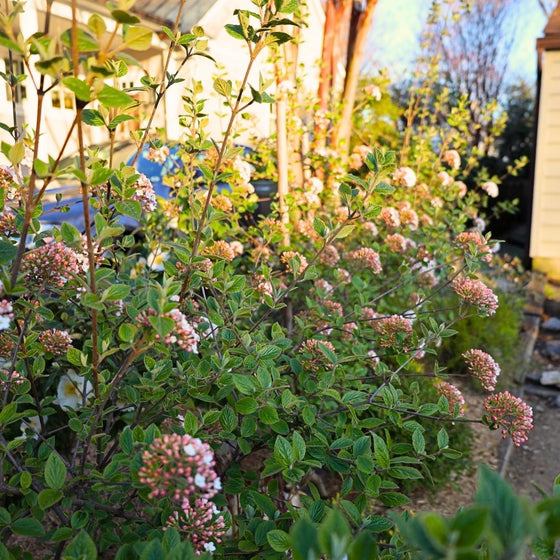 viburnum burkwoodii as a privacy hedge
