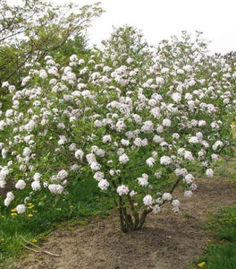 Viburnum Mohawk