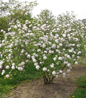 Viburnum Mohawk