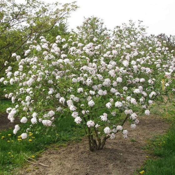 Viburnum Mohawk shrub