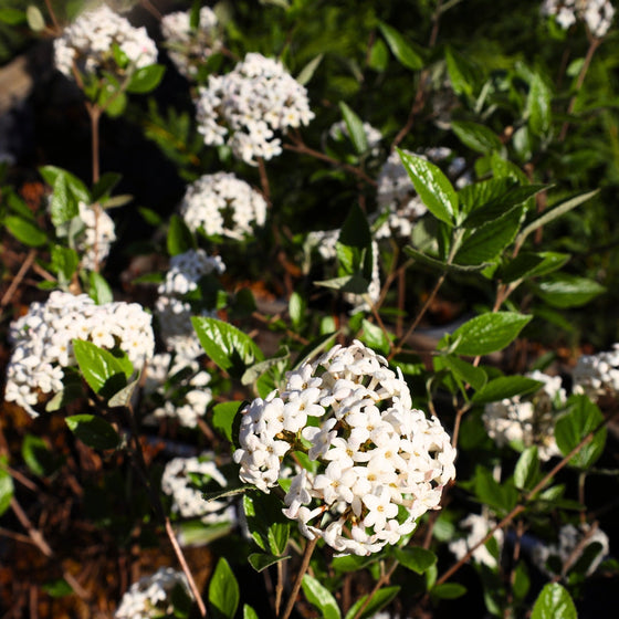 White flower clusters on Viburnum Mohawk shrub