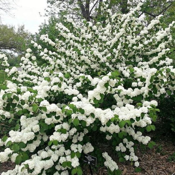 Viburnum Popcorn Shrubs big white blooms