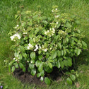 Viburnum Summer Snowflake