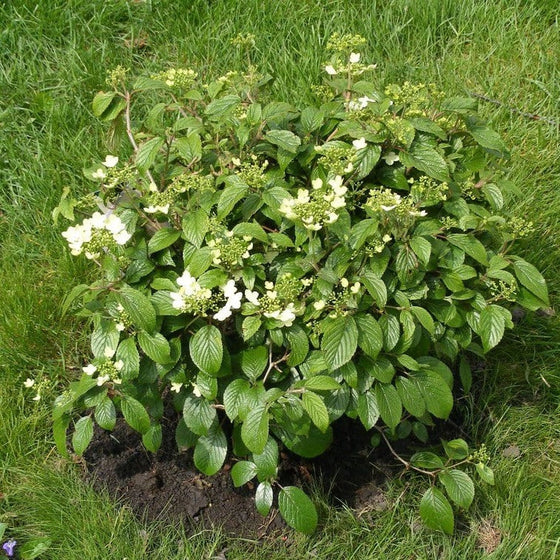 Viburnum Summer Snowflake