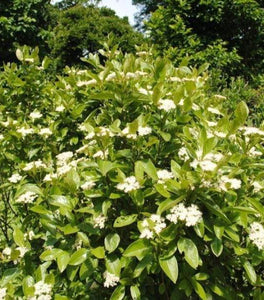 Viburnum Winterthur