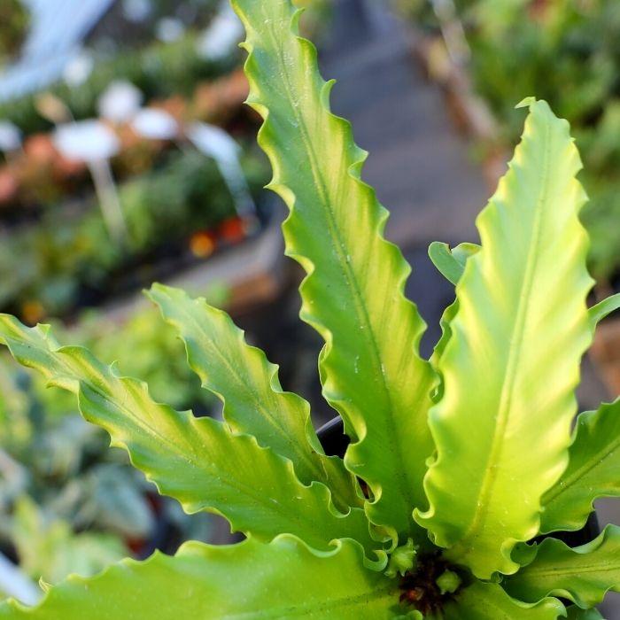 do birds nest ferns need sunlight Victoria Birds Nest Fern
