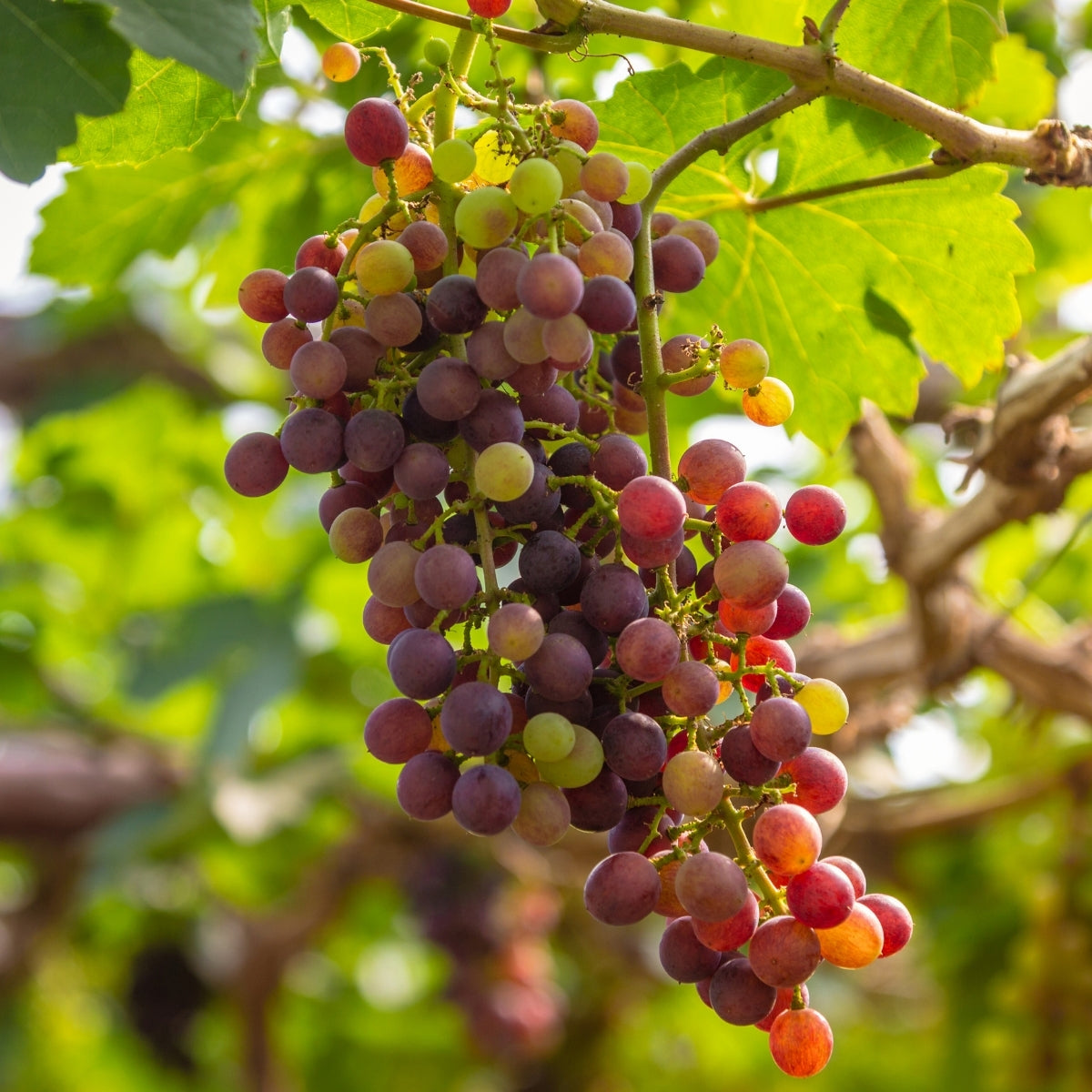 Victoria Red Grape Vine