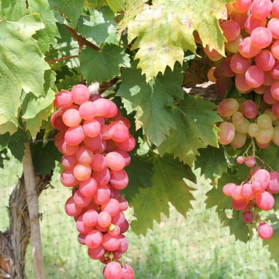 long bunch of red Victoria grapes under large green leaves