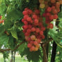 Victoria Red Grapes bunch bright red fruits on vine