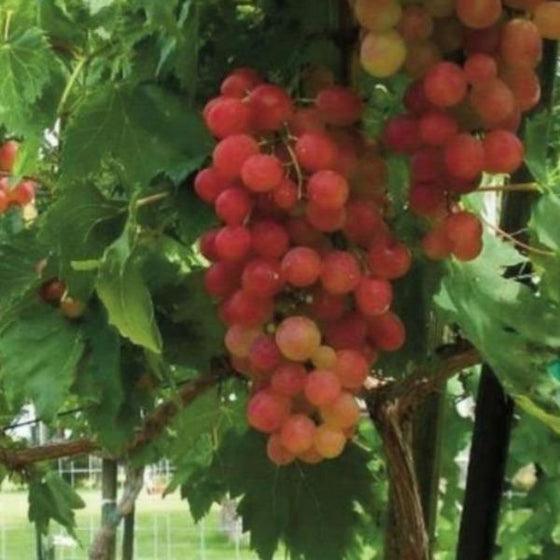 Victoria Red Grapes bunch bright red fruits on vine